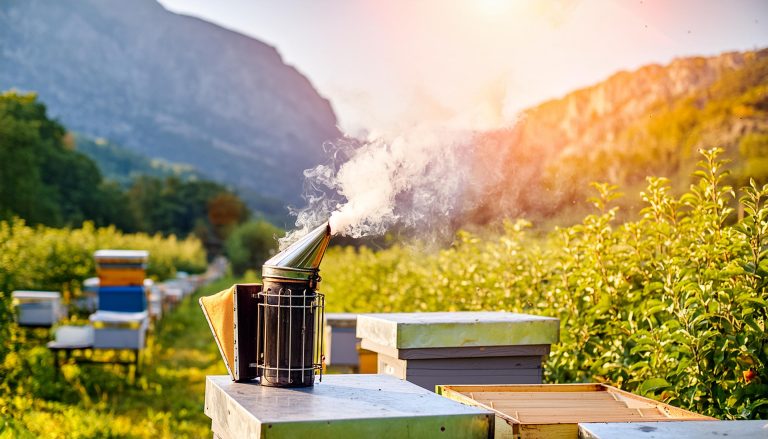 A bee smoker puffs wiffs of white smoke while resting on top of a hive.