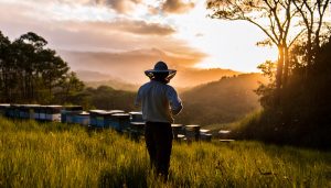 A beekeeper heads out to check his hives. Learn more about beekeeping today!