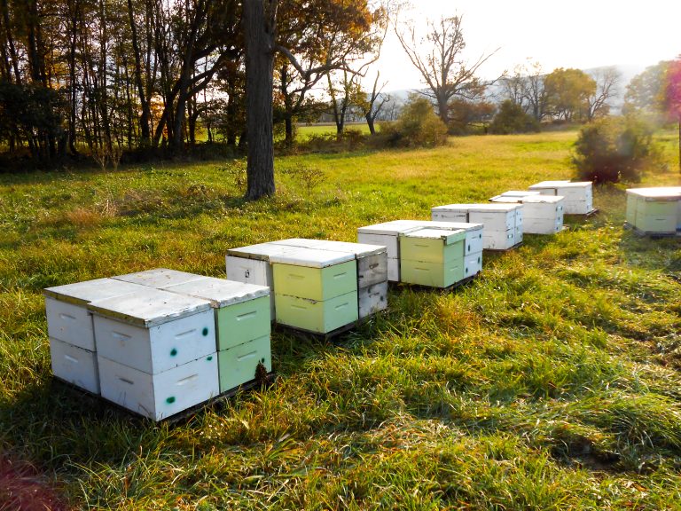 A commercial bee yard.