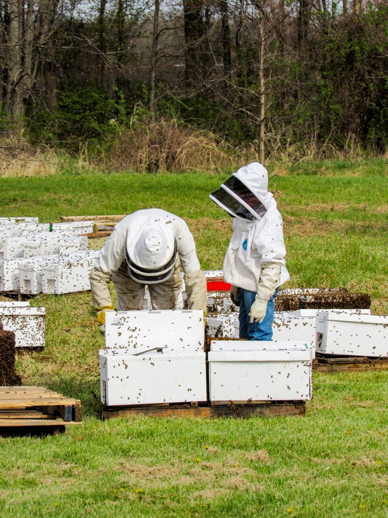 Working with bees is an envigorating nature experience.