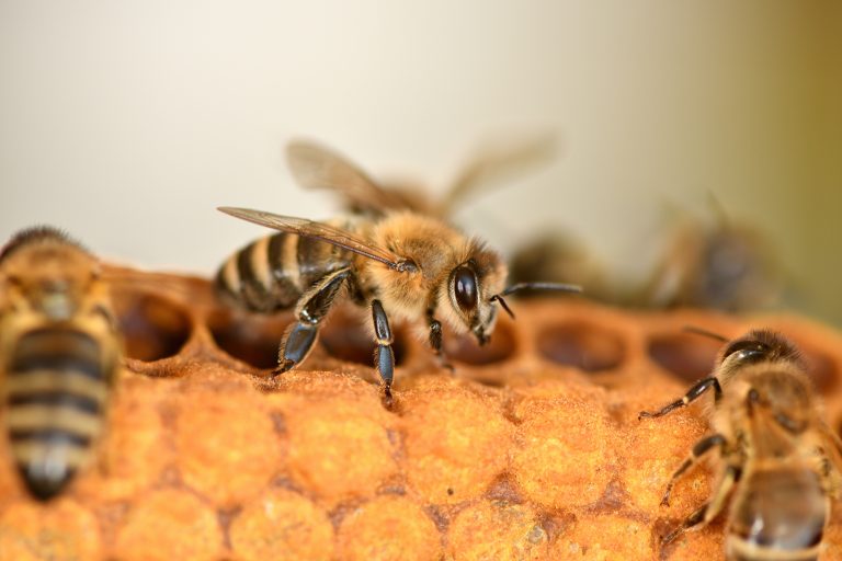 Bee clubs and associations provide the perfect opportunity to colaborate with other beekeepers.