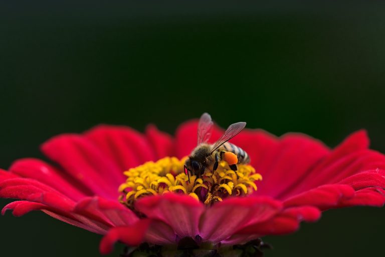 Flower with bee