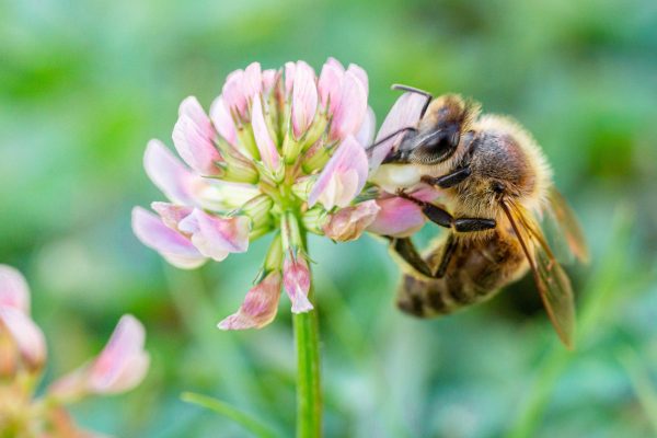 Honey bee on clover.