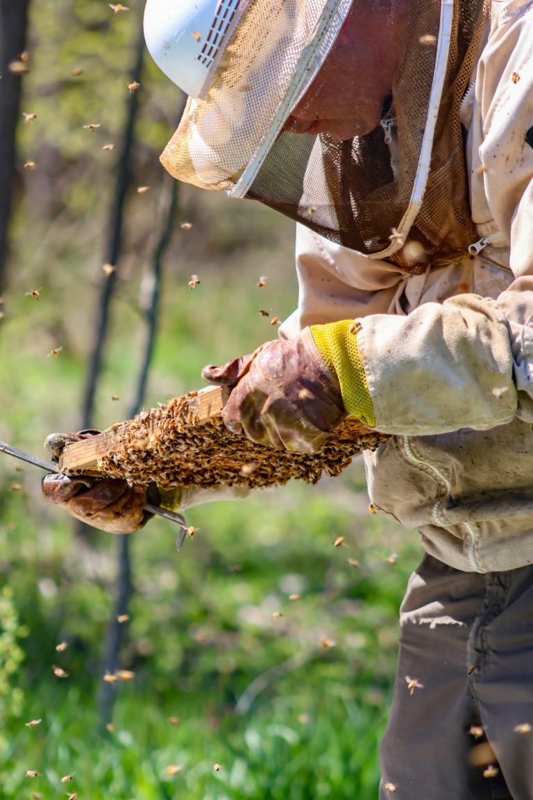 Beekeeper checks a frame of bees