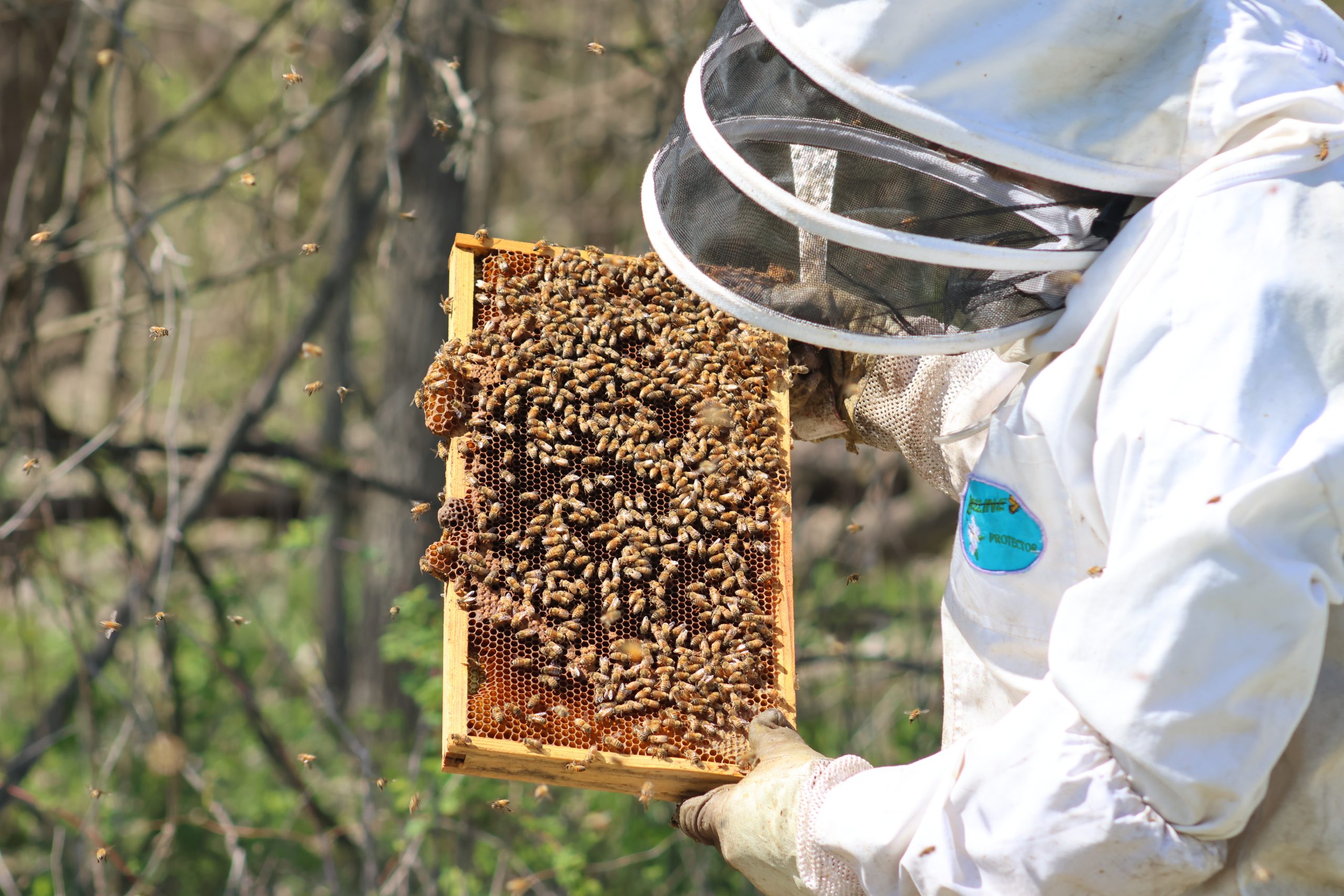 A Beeline worker checks on some bees.