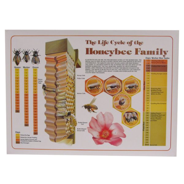 Poster-Life Cycle Chart