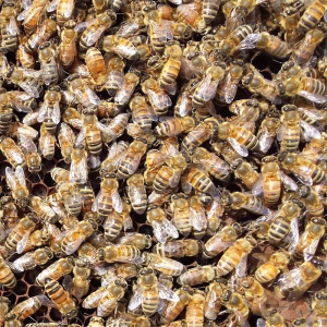 Italian 3 lb. Packages with Bees & Marked Queen- MICHIGAN PICKUP