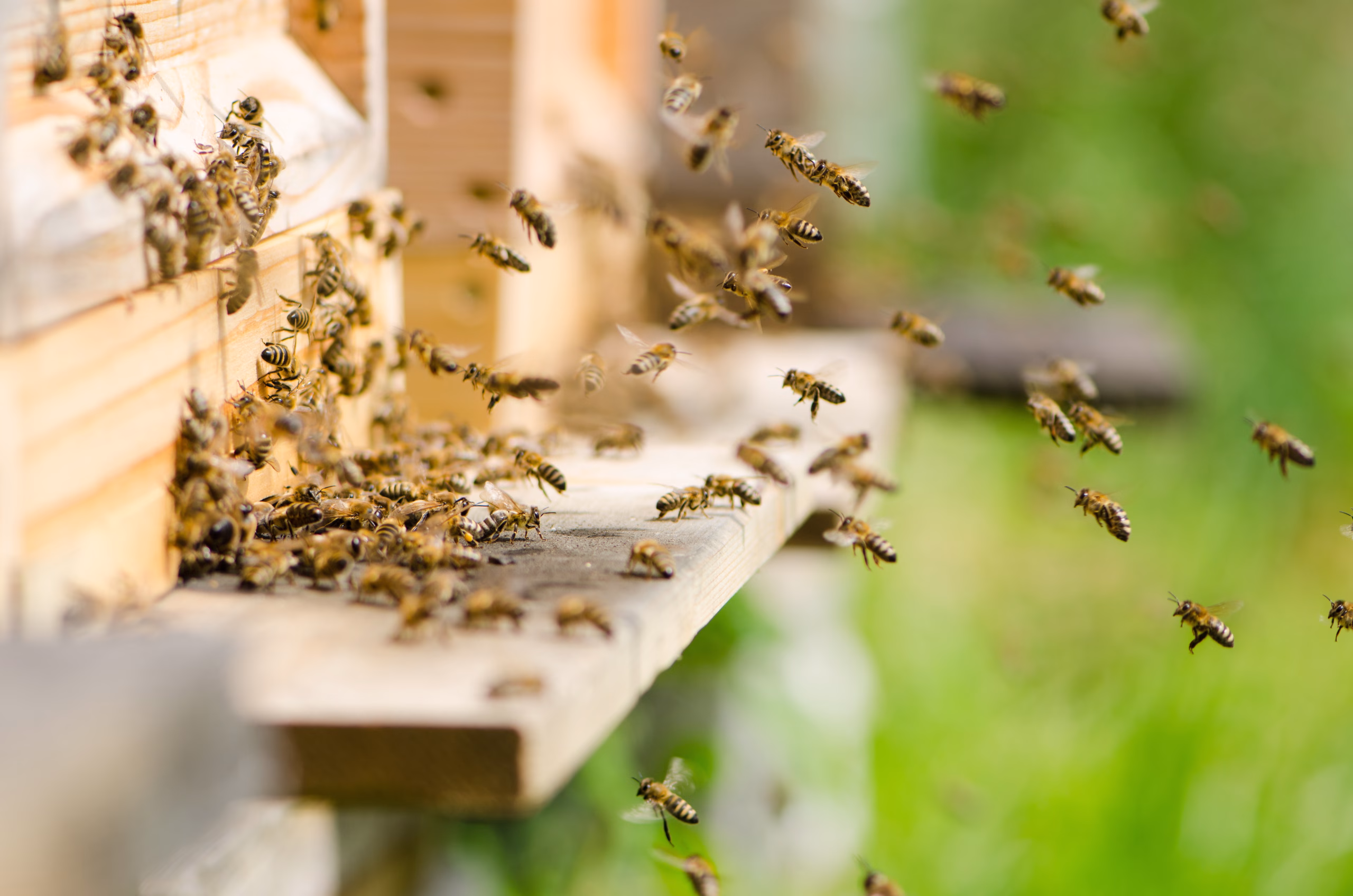 #12: Can Hobby Beekeeping Be Financially Successful? Part 5 | May 13, 2026